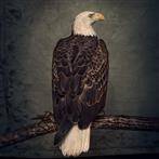 Clutch "Book Of Bad Decisions Black Lp"