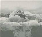 If These Trees Could Talk "The Bones Of A Dying World"