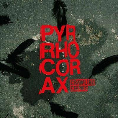 Crawling Crows "Pyrrhocorax"